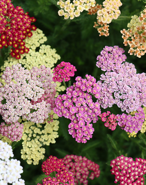 Achillea millefolium `Colorado`