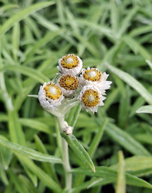 Anaphalis margaritacea ``