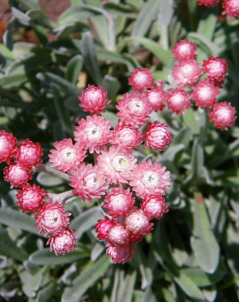 Antennaria dioica `Rubra`