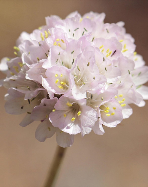 Armeria maritima `Alba`
