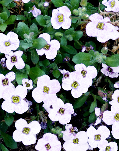 Aubrieta cultorum `Winterberg`