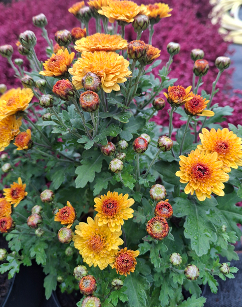 Chrysanthemum hortorum `Bienchen`