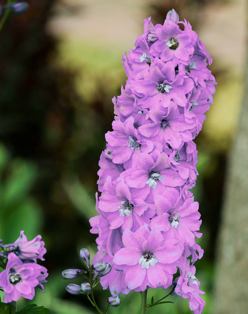 Delphinium cultorum `Lilarosa`