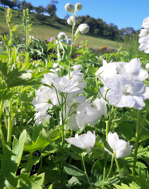 Delphinium cultorum `Reinweiss`