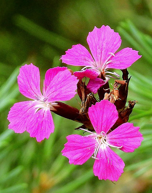 Dianthus carthusianorum ``