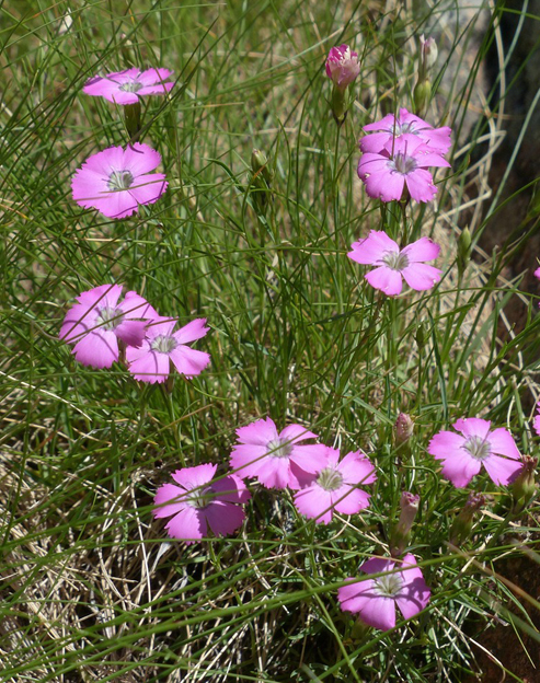 Dianthus deltoides `Roseus`