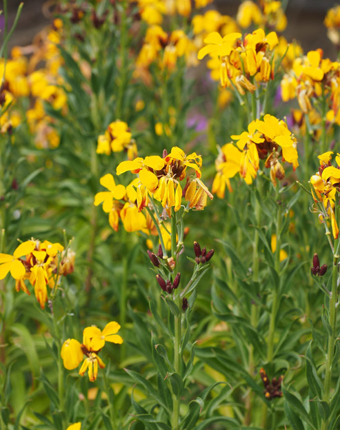 Erysimum suffruticosum ``