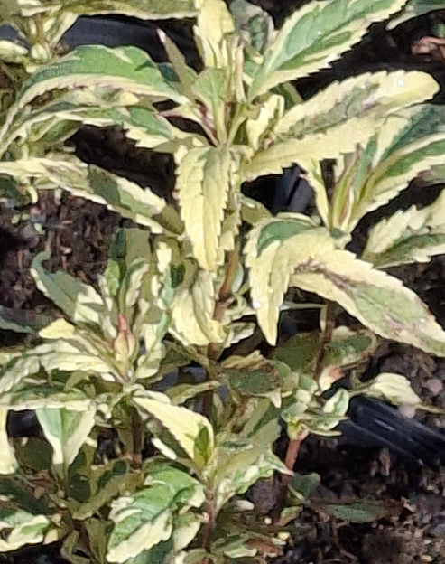Eupatorium fortunei `Capri`