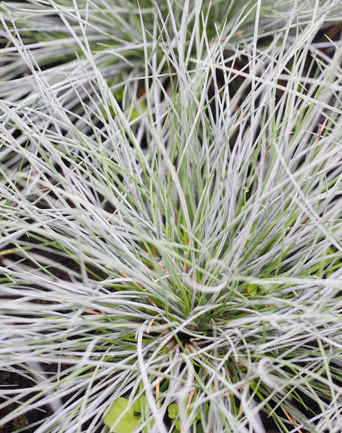 Festuca cinerea `Uchte`