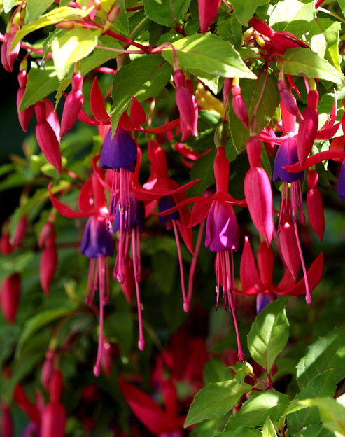 Fuchsia magellanica `Tenella`