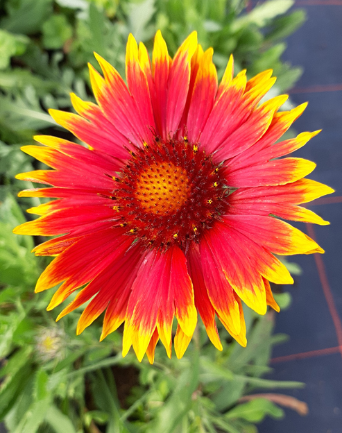Gaillardia grandiflora `Kobold`