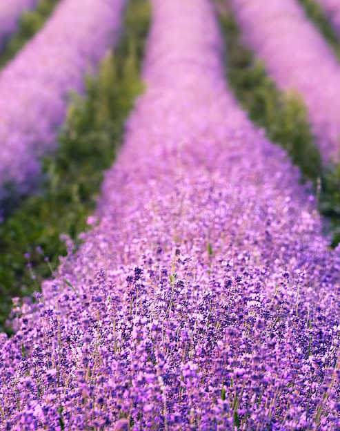 Lavandula angustifolia `Rosea`