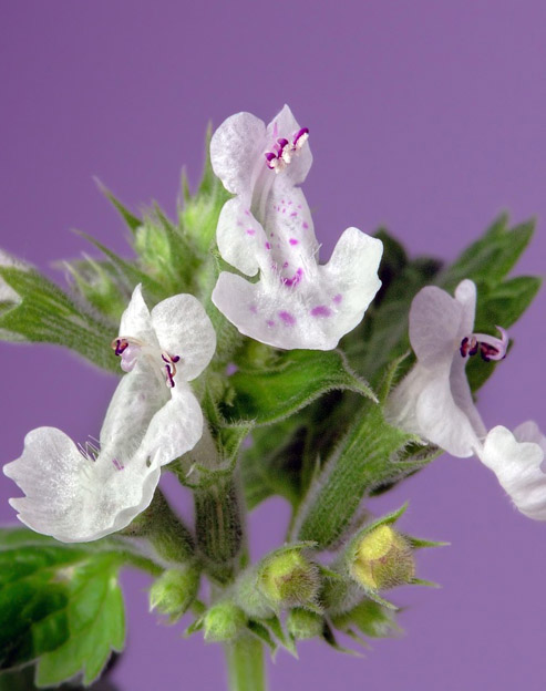 Nepeta racemosa `Alba`