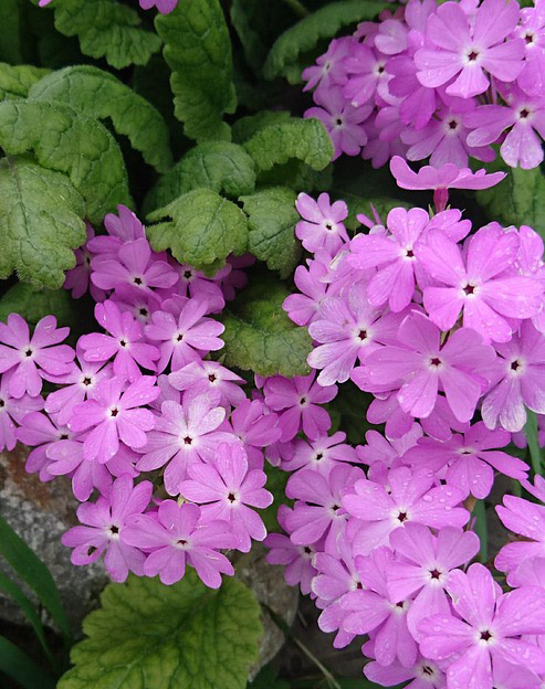 Primula saxatilis ``