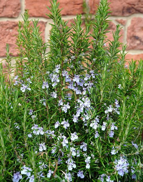 Rosmarinus officinalis `Pyramidalis`