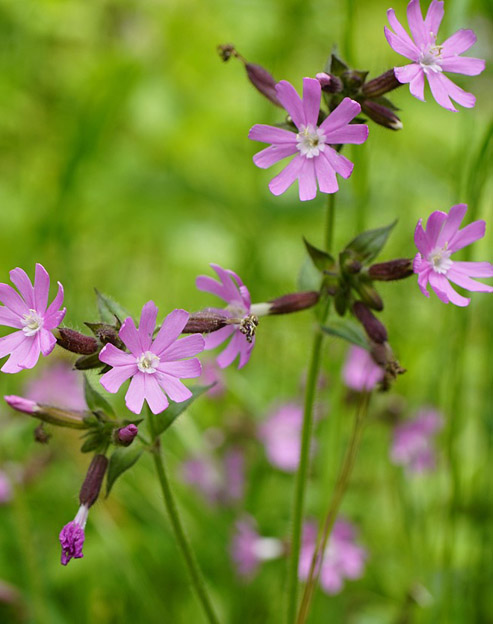 Silene schafta ``