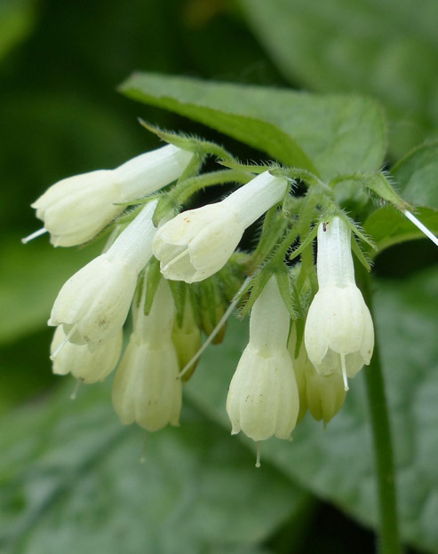 Symphytum grandiflorum ``