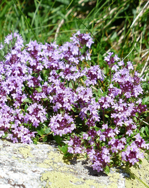 Thymus praecox ``