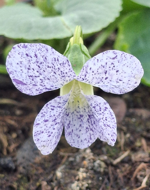 Viola sororia `Freckles`